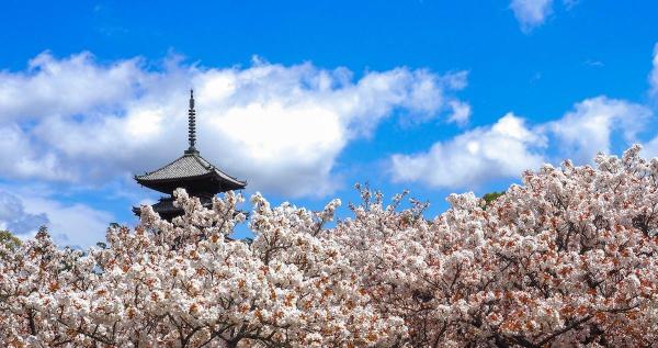 京都の仁和寺御室花まつり&庭園見学のチケット
