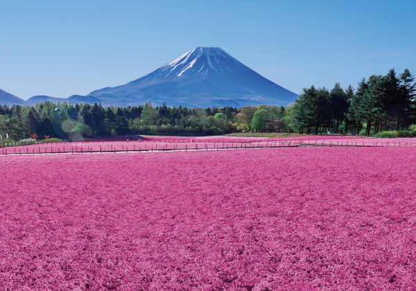 Yamanashi Fuji Shibazakura Festival Pre-sale Tickets