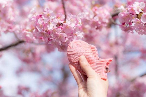 【櫻花專屬】日本櫻花季賞花|伊豆櫻花&富士山河口湖大石公園櫻花祭|大室山纜車|日川時計店【東京出發】