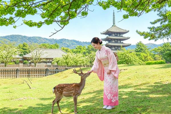 [Kyoto, Nara, and Uji Day Tour] Nara Park, Fushimi Inari Taisha Shrine, Thousand Torii Gates, World Cultural Heritage Todaiji Temple, Byodoin Temple, Uji Matcha, Uji Park (Depart from Osaka or Kyoto)