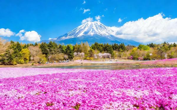 日本富士山芝櫻祭一日遊|河口湖・新倉山淺間公園・西湖療癒之雷根場(東京/新宿出發)