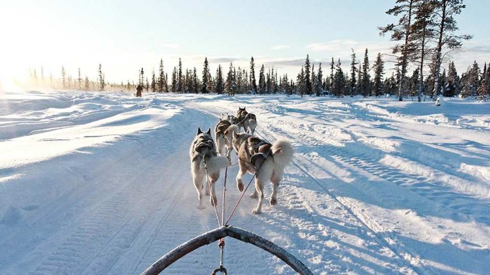  【芬蘭哈士奇探險之旅】北極圈森林哈士奇雪橇體驗＋哈士奇牧場＋拉普蘭特色小吃半日遊 