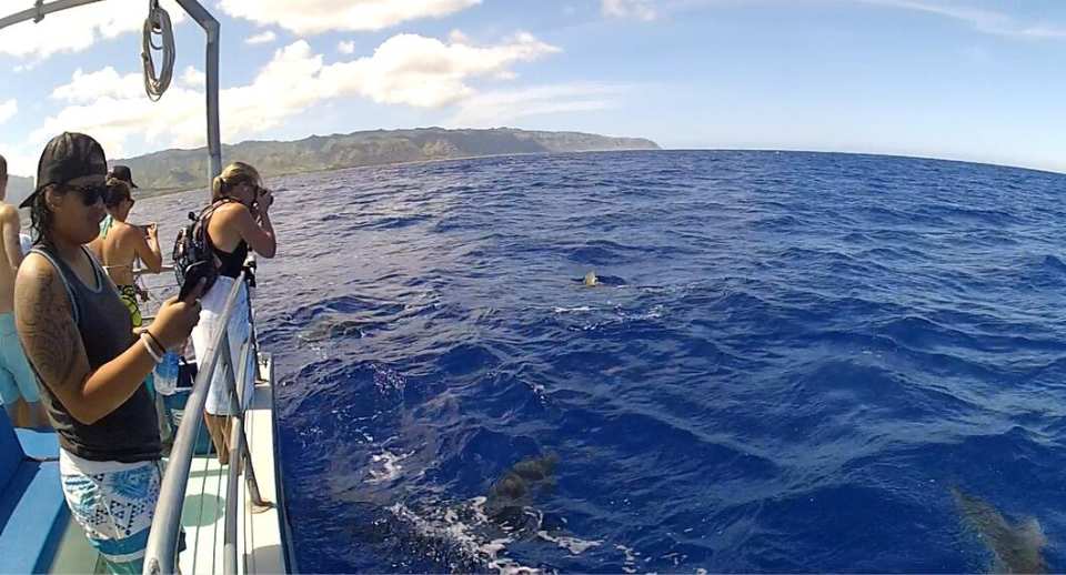  【夏威夷特殊體驗】歐胡島鯊魚籠觀鯊體驗 