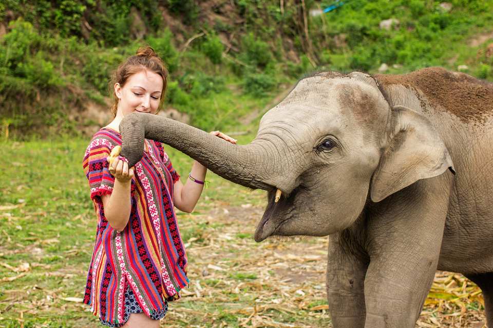  【來去和大象住一晚】2天1夜大象友善體驗營 
