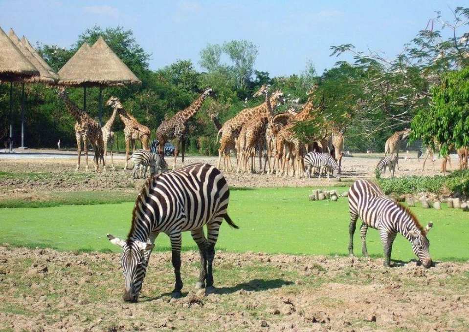 【最安値！】タイ最大の野生動物園・ サファリワールド割引入場チケット 