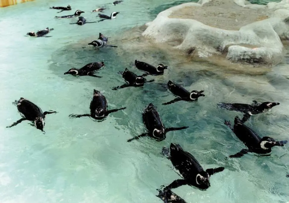 頑皮世界野生動物園 學甲景點 