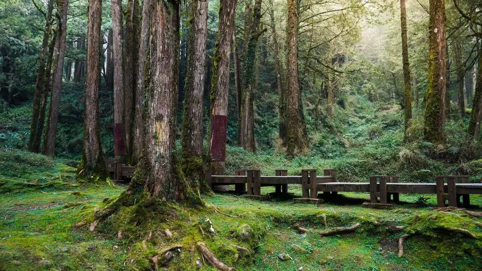 阿里山兩天一夜 阿里山森林遊樂區 關子嶺泥漿溫泉 烏樹林糖廠 嘉義出發 Kkday