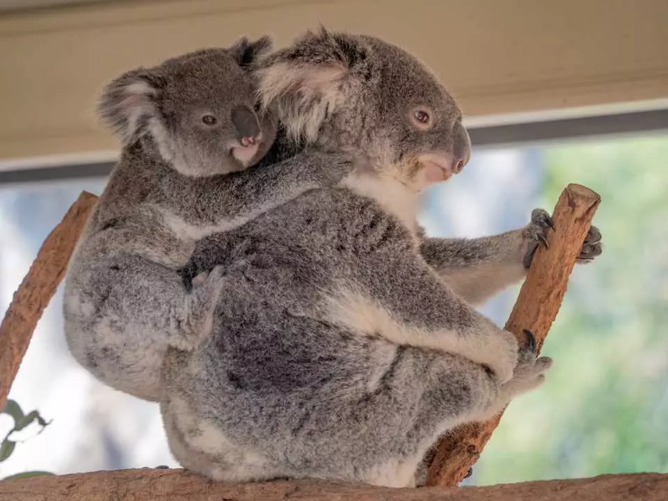 บัตรเข้าชมเขตรักษาพันธุ์โคอาล่าโลนพาย เมืองบริสเบน (Lone Pine Koala  Sanctuary) - Kkday