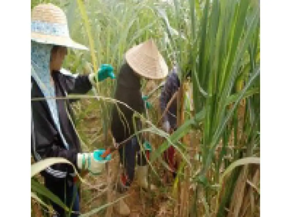 沖縄 本部 沖縄文化体験 サトウキビ収穫１日お手伝いプラン プチホームステイ体験 Kkday