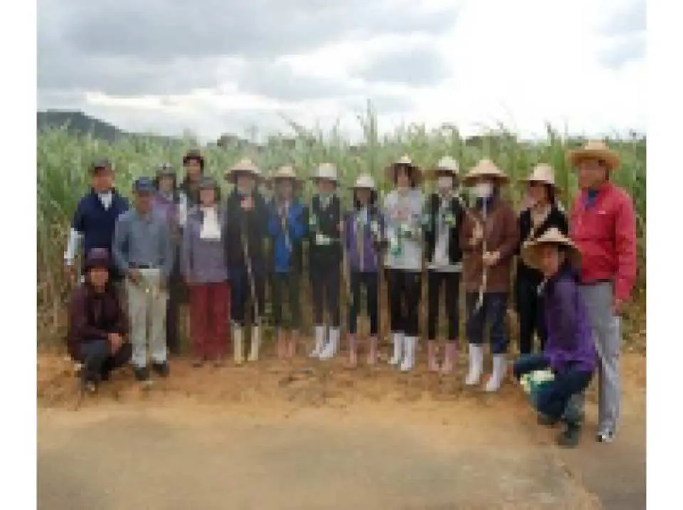 沖縄 本部 沖縄文化体験 サトウキビ収穫１日お手伝いプラン プチホームステイ体験 Kkday