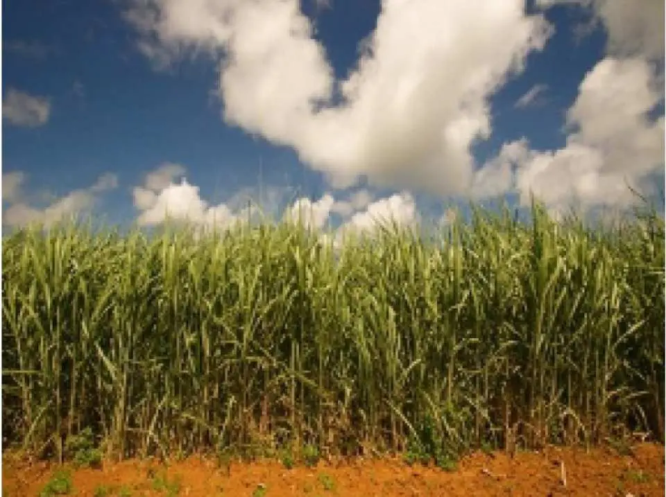 沖縄 本部 沖縄文化体験 サトウキビ収穫１日お手伝いプラン プチホームステイ体験 Kkday