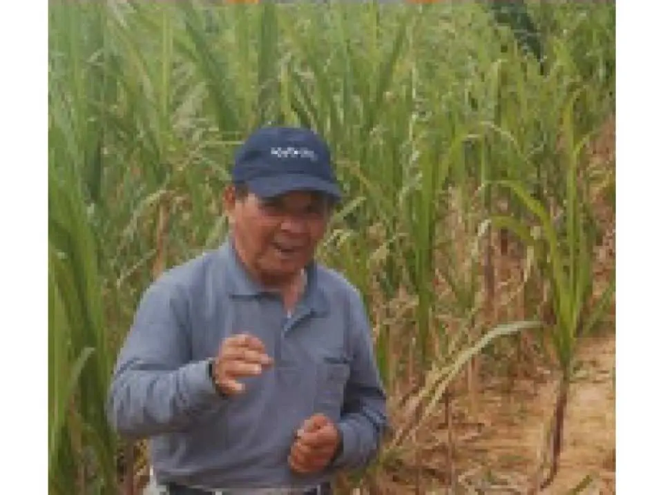 沖縄 本部 沖縄文化体験 サトウキビ収穫１日お手伝いプラン プチホームステイ体験 Kkday