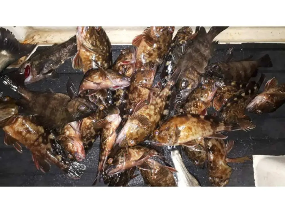 東京 羽田 高級魚カサゴ 貸し切り船 7名までok 180分 釣った魚を食べれるお店紹介可 Kkday