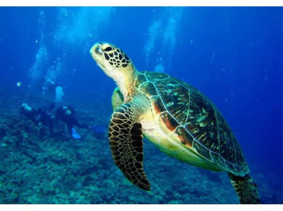 沖縄 久米島 朝から夕方まで久米島を満喫できる まんぞくプラン Kkday