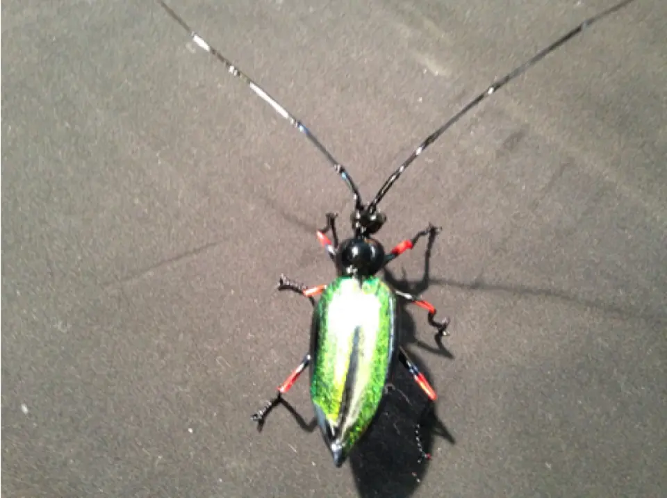 大阪 和泉市 ガラス細工体験 基本から伝統的な技法まで勉強できます Kkday