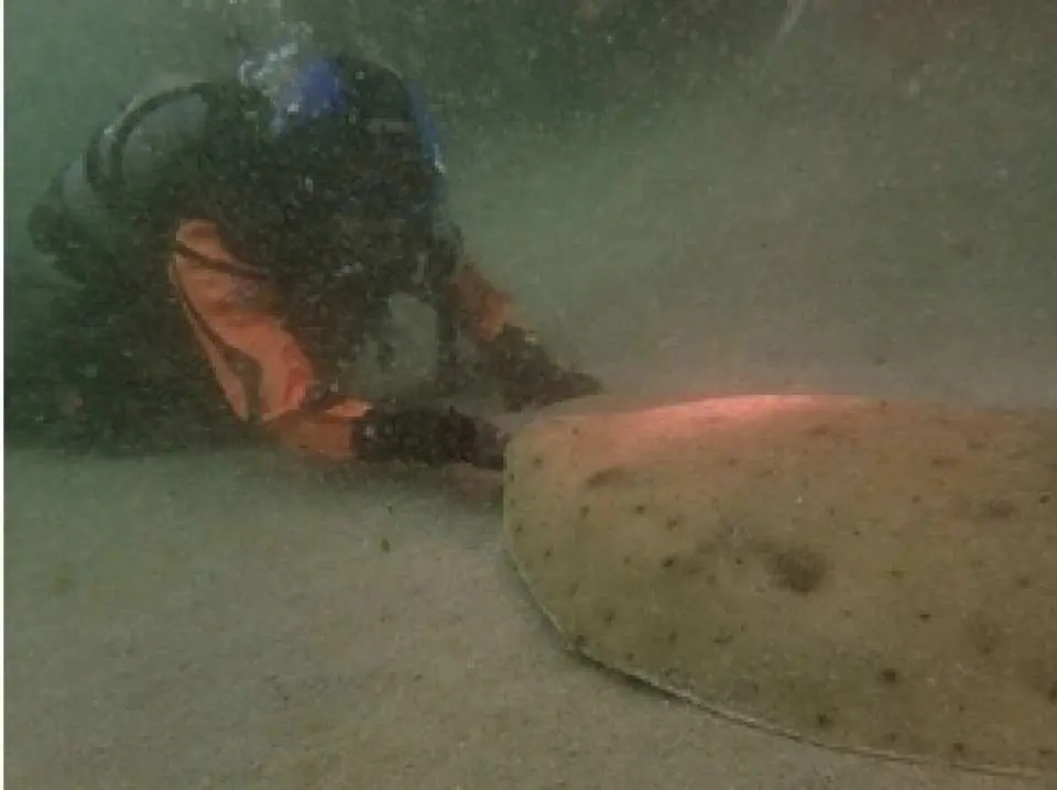 香川発 車で行ける 高知 徳島ファンダイビング 最低進行人数4名 Kkday