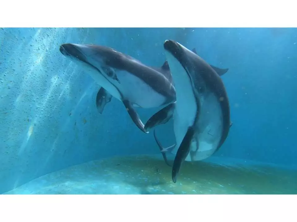 伊豆 下田海中水族館 日本初 プールでカマイルカと泳ぐドルフィンダイビング Kkday