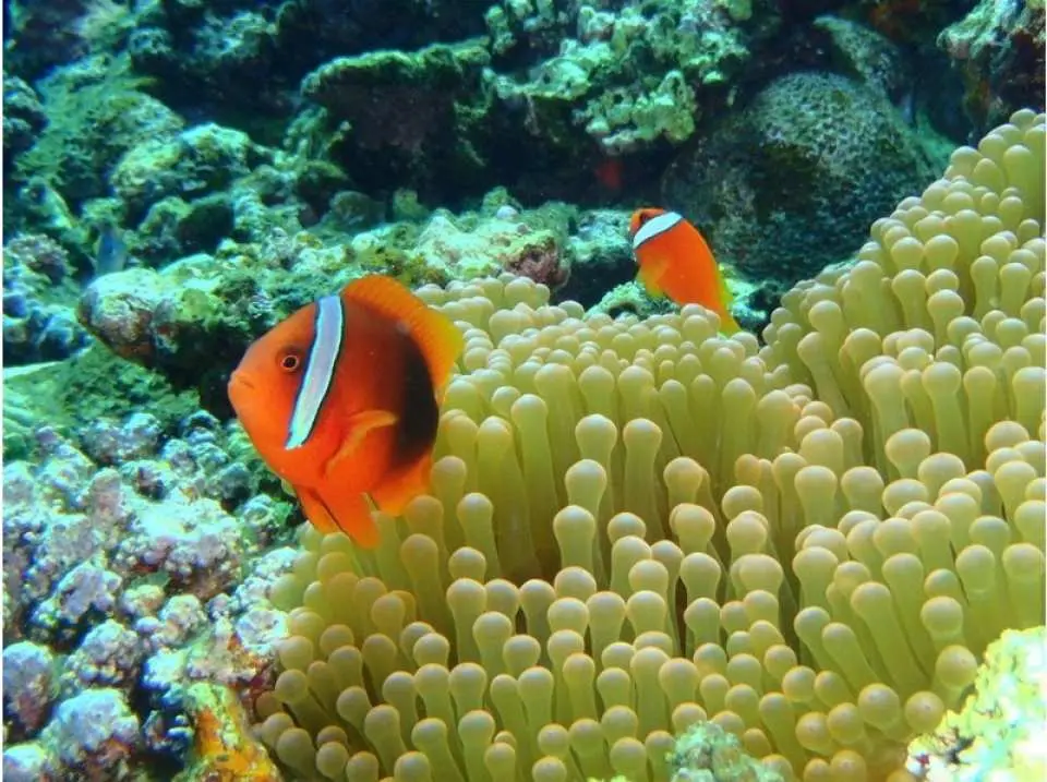 幻の島 体験ダイビング のプラン 石垣島発 幻の島 浜島 開催 1日 シュノーケリング 体験ダイビング 1ダイブ 石垣島の海を遊びつくす贅沢プラン 体験ダイビング 幻の島上陸 ウミガメシュノーケル 写真データ 機材レンタル無料 無料送迎つき 10歳 参加ok