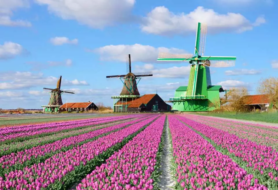 Zaanse Schans Windmill Village Tour with return transfers from Amsterdam - KKday
