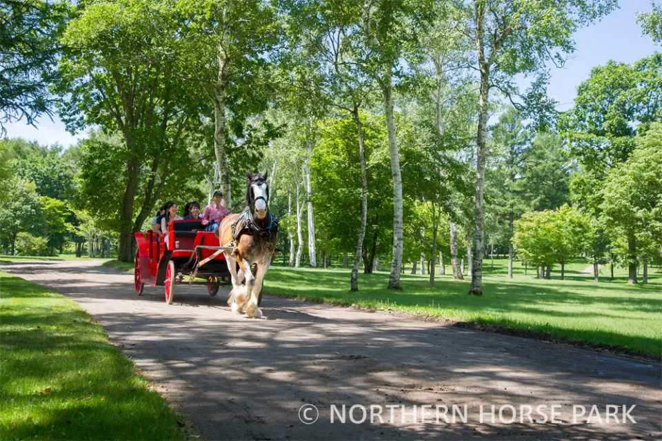 Tomakomai Hokkaido Northern Horse Park Admission Ticket Kkday
