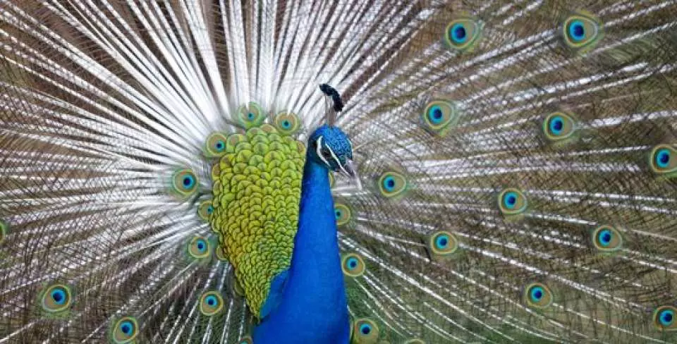 Marvel at the beautiful colours of peacocks in 99 Wonderland Park