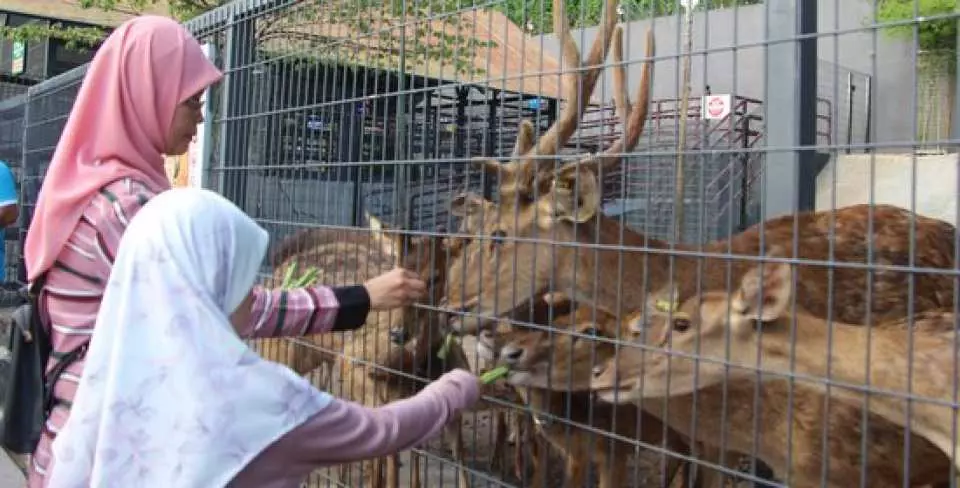 Try your hand at petting and feeding some friendly deer in 99 Wonderland Park