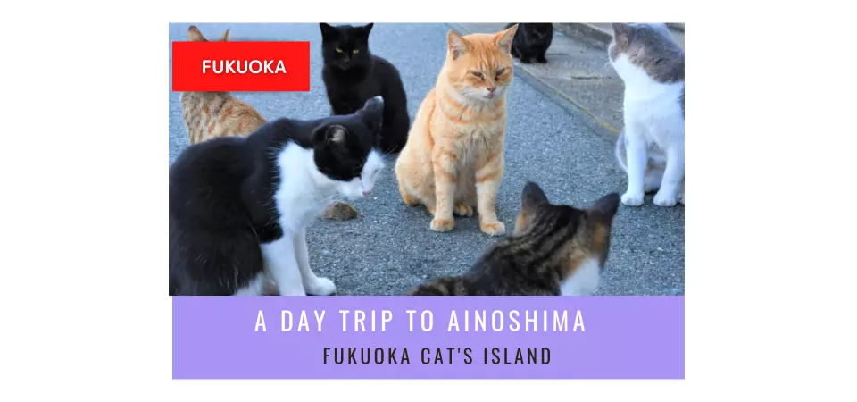 A Day Trip to Ainoshima, Fukuoka Cat's Island - KKday