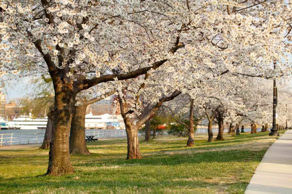 2023 워싱턴 벚꽃축제] 워싱턴 Dc 출발 1일 투어 | 제퍼슨 기념관 & 이스트 포토맥 공원 & 유니온 마켓 - Kkday