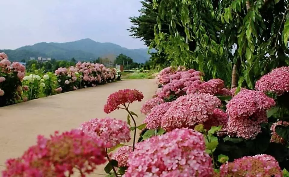 韓國 繡球花