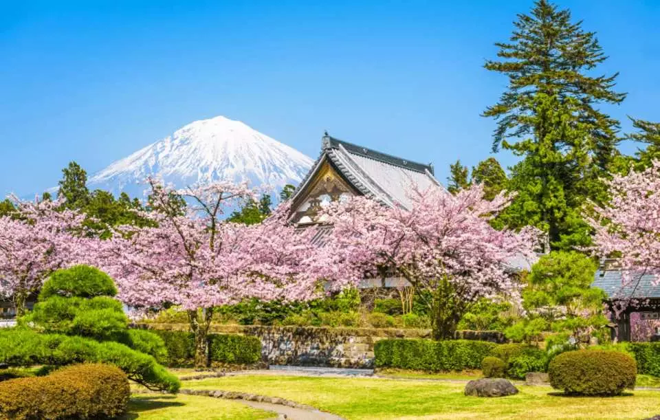 富士山櫻花