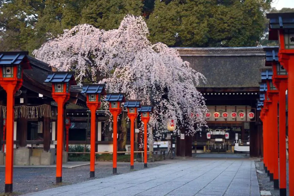京都赏樱半日游 平野神社 哲学之道河畔 京都出发 Kkday