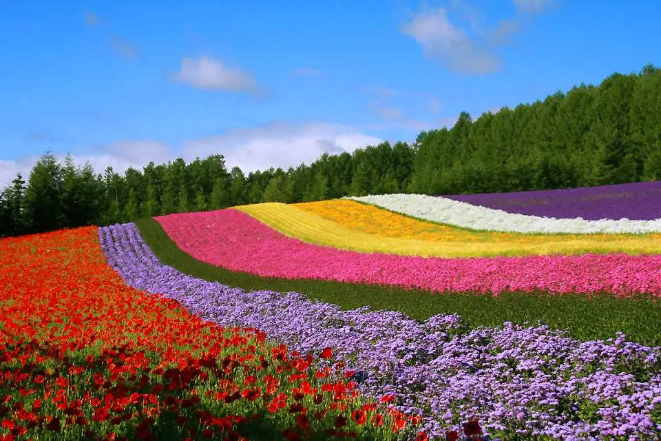 北海道一日遊 富田農場 鳥沼公園 後藤純男美術館 富良野出發 Kkday