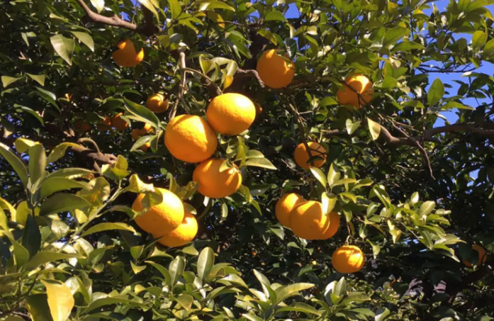 靜岡縣一日遊 修善寺賞楓 三島大吊橋 富士見露台 Kkday