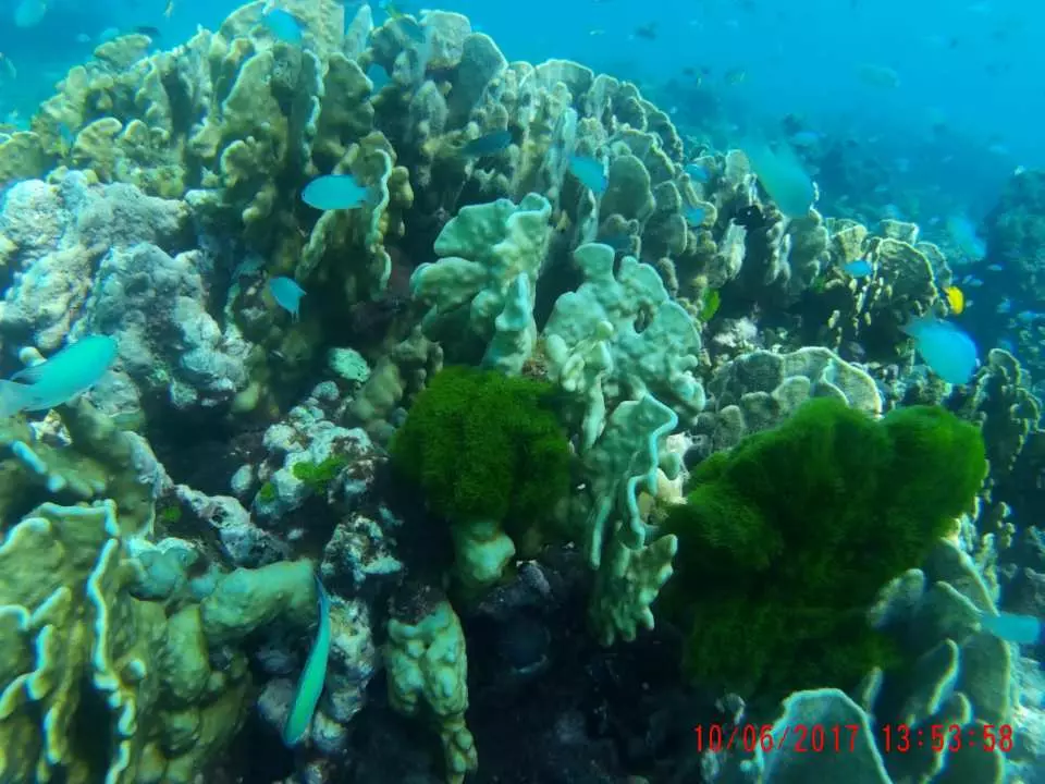 美麗的珊瑚與各式各樣的魚群在你身邊圍繞