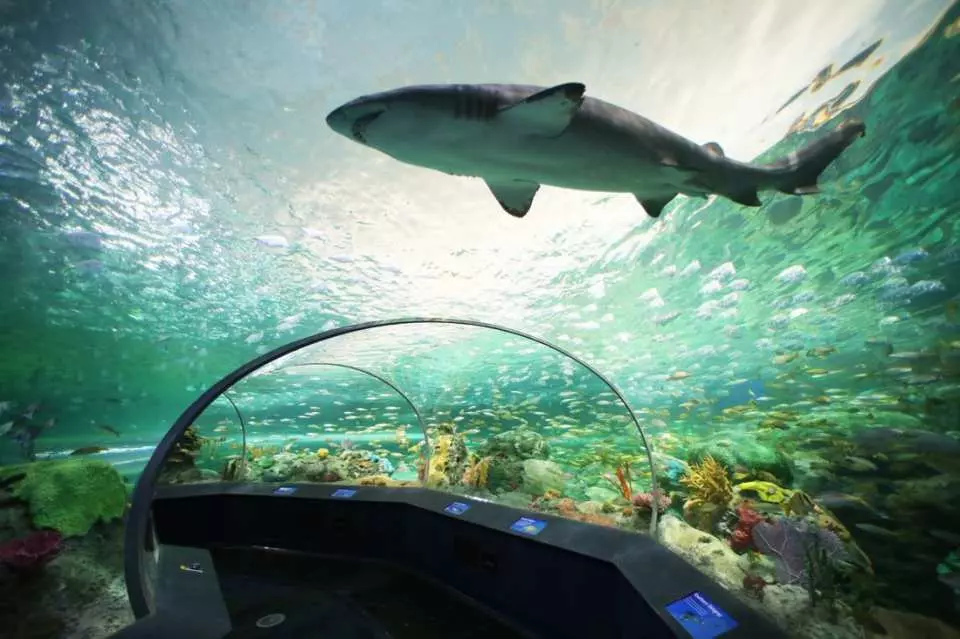 北美最長海底隧道，與鯊魚一同感受海洋世界的魅力
