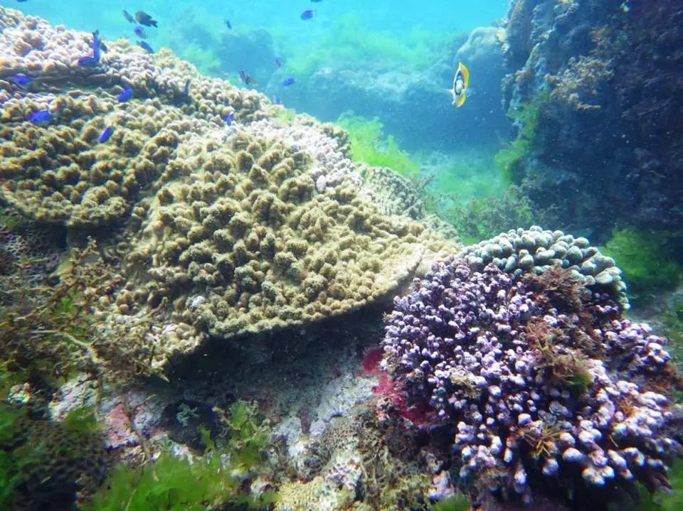 海中生物