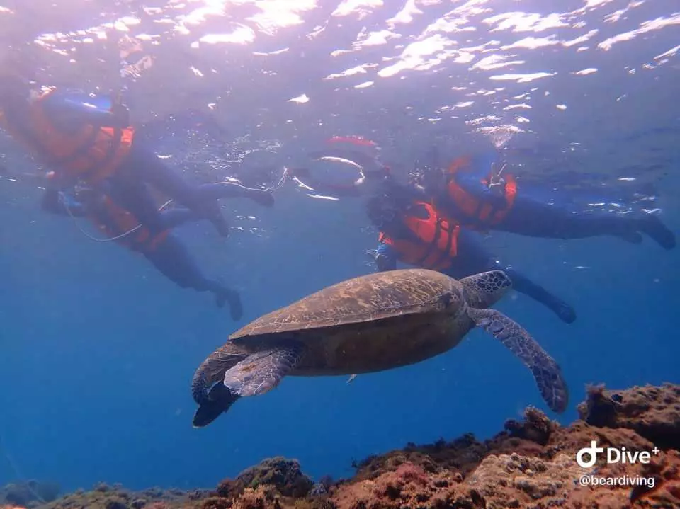 台湾小琉球海洋浮潜体验 花瓶岩浮潜 海龟共游 水下拍摄 Kkday
