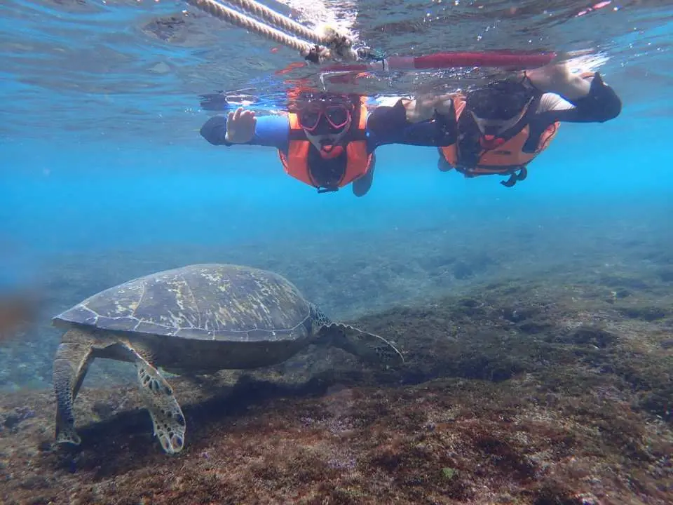 台湾小琉球海洋浮潜体验 花瓶岩浮潜 海龟共游 水下拍摄 Kkday