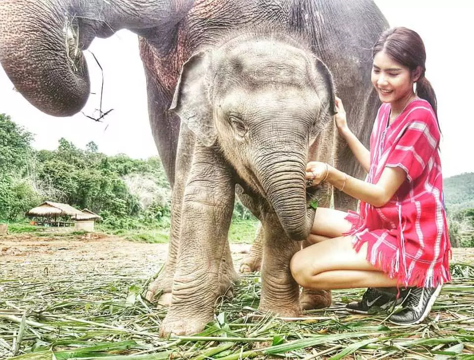 Phuket Elephant Jungle Sanctuary Feeding Experience - KKday