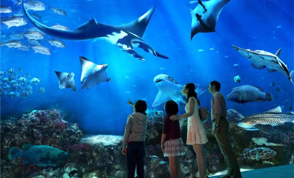 日本語ガイド シンガポール欲張り セントーサ島 シンガポール動物園 ナイトサファリ1日満喫ツアー By ウェンディーツアー 指定ホテル送迎付き 昼 夕食付き Kkday