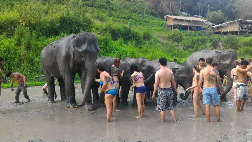 ทัวร์เขตรักษาพันธุ์ช้างป่า (Elephant Jungle Scantuary) ในเชียงใหม่ |  ประเทศไทย - Kkday