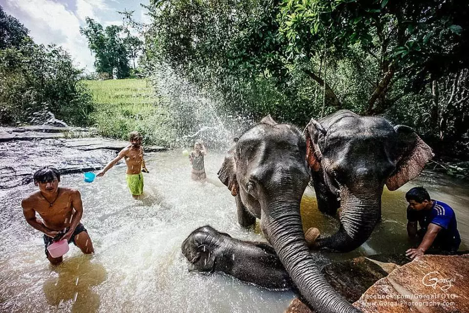 ทัวร์เขตรักษาพันธุ์ช้างป่า (Elephant Jungle Scantuary) ในเชียงใหม่ |  ประเทศไทย - Kkday