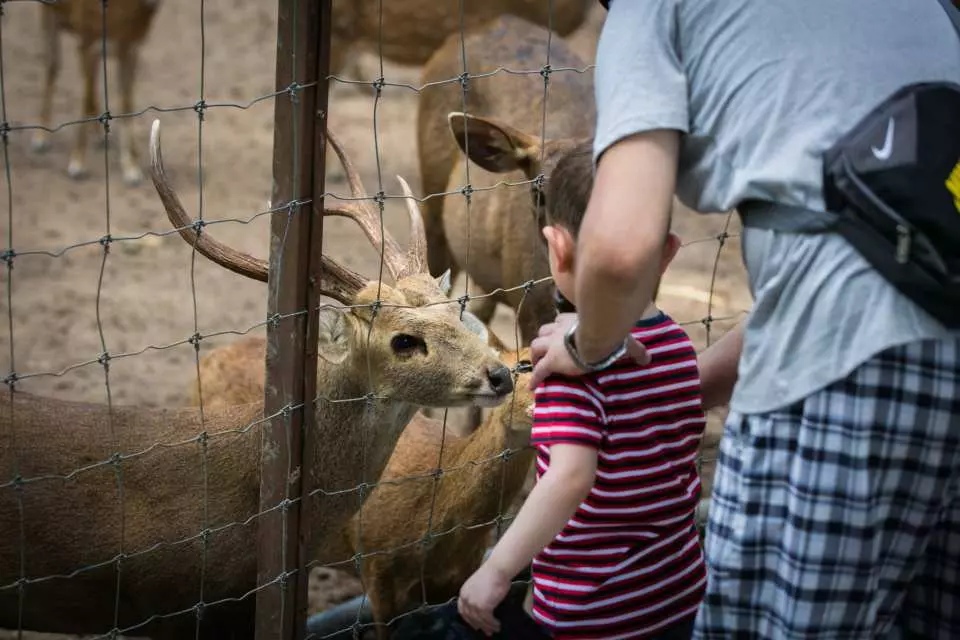 children visiting the deer enclosure