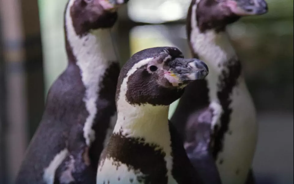 close-up of penguins