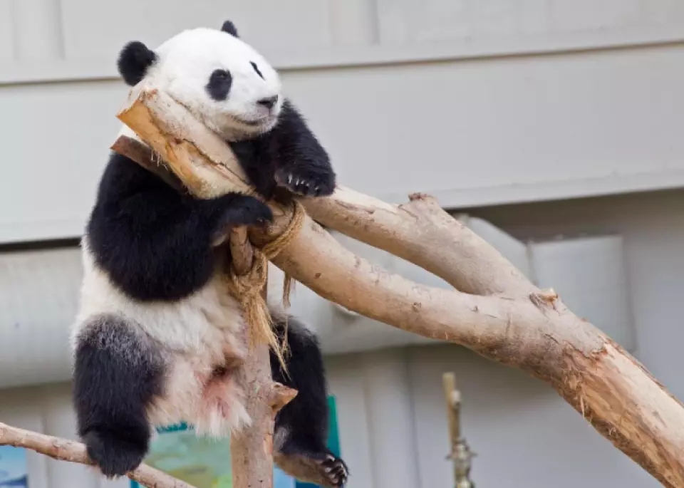 panda hanging from tree branch