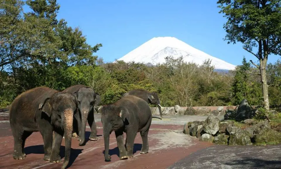 東京出發一日遊 富士野生動物園 富士宮日式炒麵 靜岡香甜草莓吃到飽 伊豆明太子公園 Kkday