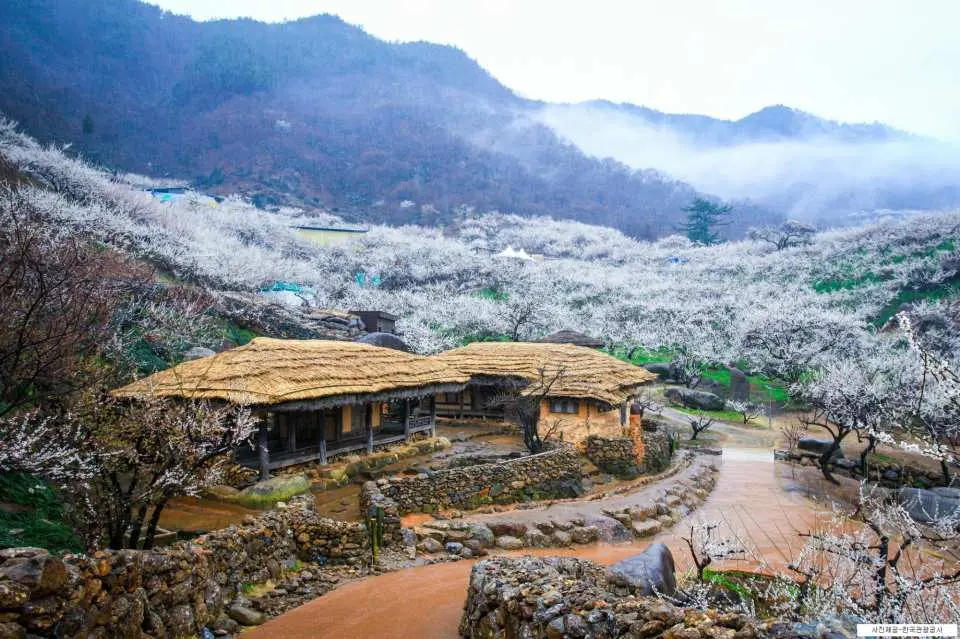樱花季 全罗南道光阳梅花节 求礼山茱萸庆典一日游 釜山出发 Kkday