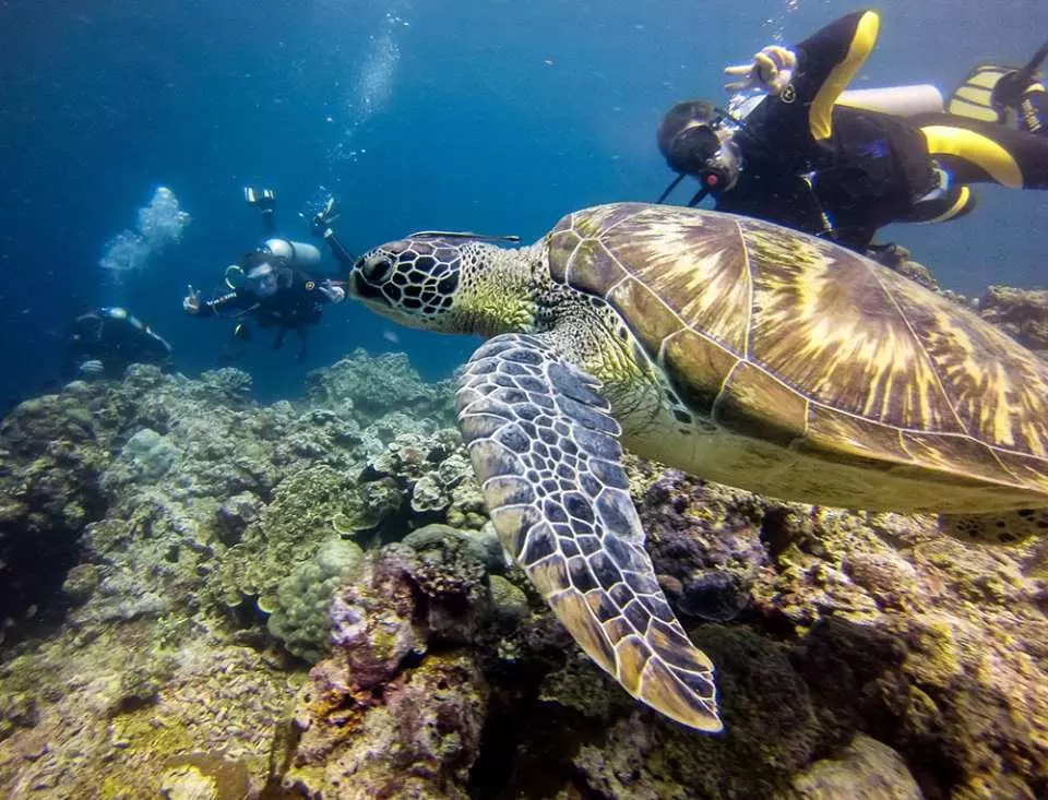菲律賓墨寶潛水一日遊| 巴斯卡多島體驗潛水（無執照可） - KKday