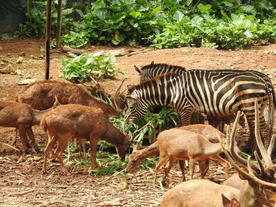 zebras and other animals eating grass