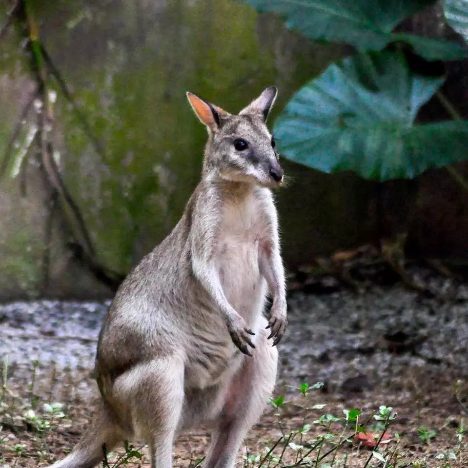 marsupial standing in the wild
